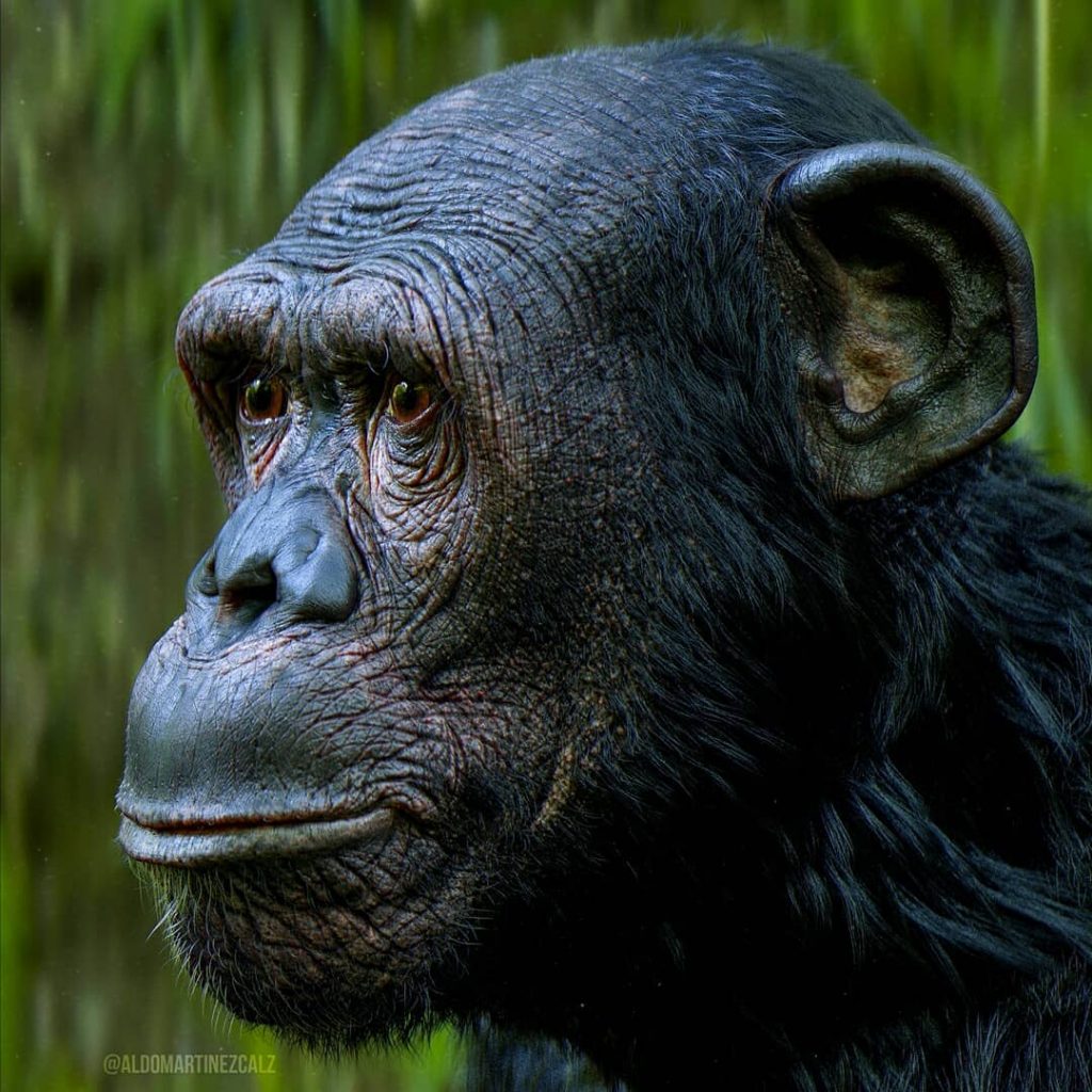 Chimpancé – Aldo Martinez C.