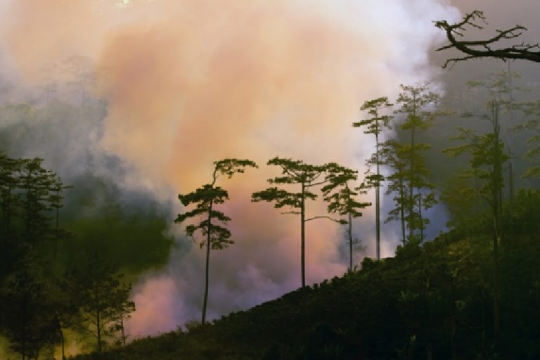 ¿Cómo ayuda la IA a detectar incendios forestales?